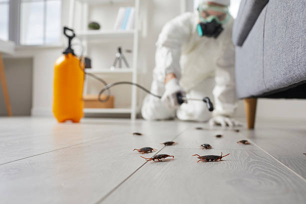 Post-Treatment Bed Bug Interceptor Monitoring in Berwick